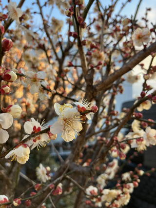 梅の開花