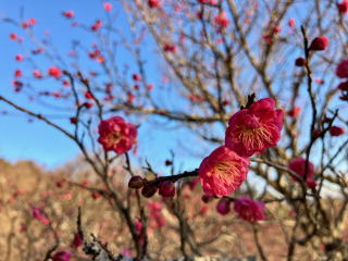 八重寒紅　梅