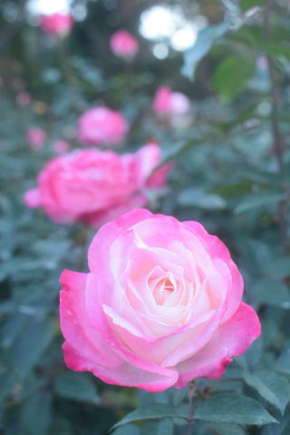 薔薇