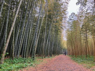宇都宮市・若竹