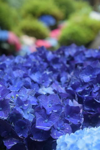 紫陽花