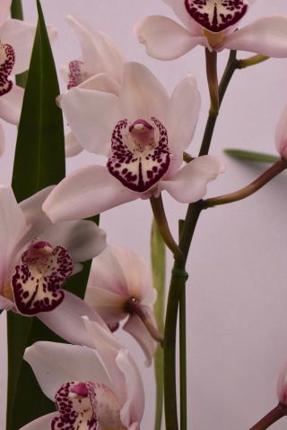 ラン　蘭　orchid