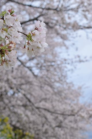 茨城の桜